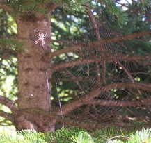 a spider at the center of its orb