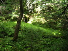 a lush grassy patch in the forest