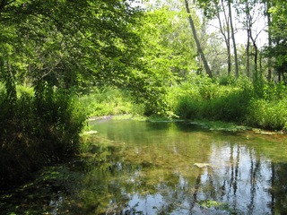 pond with overhanging trees